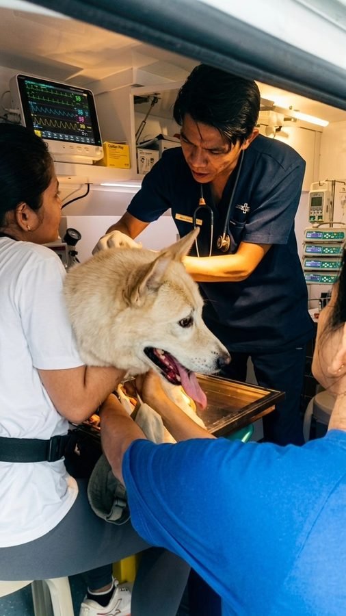 Dokter memeriksa anjing saat kunjungan Vet Van